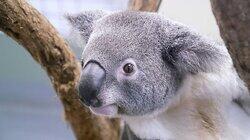 Australia's Wildlife: After the Fires Australia's Wildlife: After the Fires