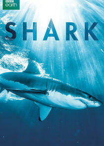 Shark Shark
