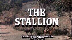 The Stallion The Stallion