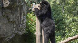 Bouba's Back Bouba's Back