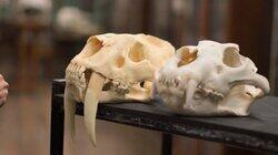 Secrets of the Sabre-Toothed Tiger