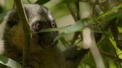 Madagascar: Lizards and Lemurs Madagascar: Lizards and Lemurs