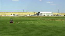 Turf Grass; Beef Jerky; Wood Chippers; Bowling Pins Turf Grass; Beef Jerky; Wood Chippers; Bowling Pins