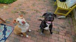 Dogs Dogs