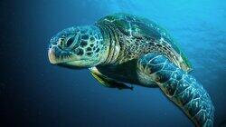 A Turtle's Journey A Turtle's Journey