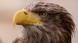 An Eagle's Flight An Eagle's Flight