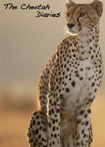 The Cheetah Diaries The Cheetah Diaries