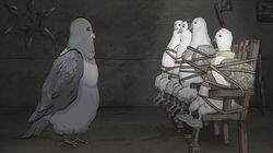 Pigeons. Pigeons.