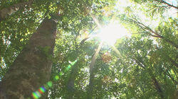 The Beech Forest of Oshima Peninsula The Beech Forest of Oshima Peninsula