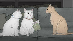 Cats. Cats.