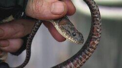 Snakes on a Boat Snakes on a Boat