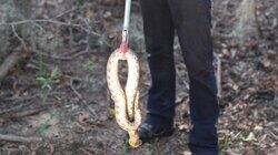 Deadly Snake on the Loose Deadly Snake on the Loose