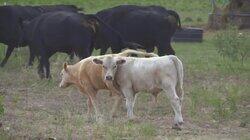 I Hate a Calf Killer I Hate a Calf Killer