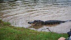 9 Foot Gator! 9 Foot Gator!