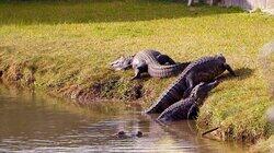 Predator in the Pond Predator in the Pond