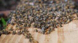 Bee Relocation Bee Relocation