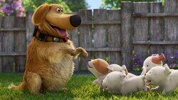 Puppies Puppies