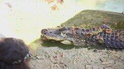Later, Alligator Later, Alligator