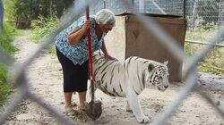 Three Big Cats and a Grandma Three Big Cats and a Grandma