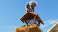 Squirrel! Squirrel!