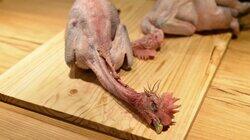 Semifinals: Blue Foot Chicken Semifinals: Blue Foot Chicken