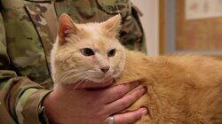 Battling FIV