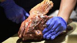 Round 1: Scorpion Fish Round 1: Scorpion Fish
