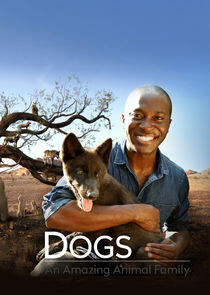 Dogs: An Amazing Animal Family - Season 1 Dogs: An Amazing Animal Family - Season 1