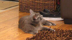 My Cat is a Bully My Cat is a Bully