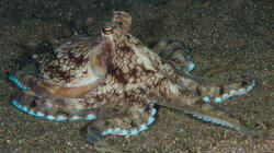 Octopus Houdini Octopus Houdini