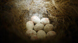 Unscrambling Eggs Unscrambling Eggs