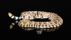 Rattleless Rattlesnake Rattleless Rattlesnake