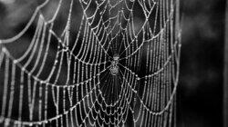 Zombie Spider Zombie Spider