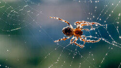 Sparkly Spider Sparkly Spider