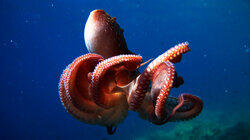 Octopus Throwdown! Octopus Throwdown!