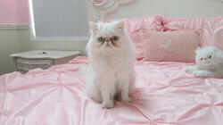 Real Housecat of Orange County Real Housecat of Orange County
