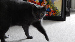 Stalking Miss Daisy Stalking Miss Daisy