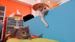 A Brave New Cat World A Brave New Cat World
