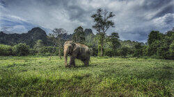 Elephants in the Room Elephants in the Room
