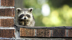 Skyscraper Raccoon Skyscraper Raccoon