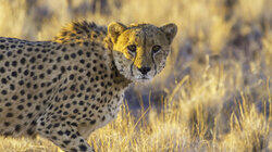 Hot Cheetah Hot Cheetah