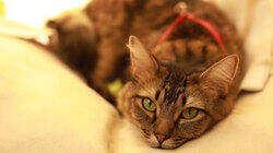 Guilt Stricken Guardian Guilt Stricken Guardian
