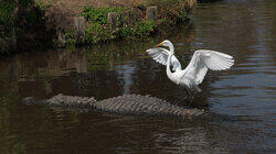 Alligator Bodyguards Alligator Bodyguards