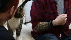 Cats in Isolation Cats in Isolation