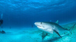 Cuddly Shark Cuddly Shark
