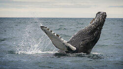 Held Hostage by a Humpback Held Hostage by a Humpback