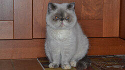 Deaf, Blind, and Biting
