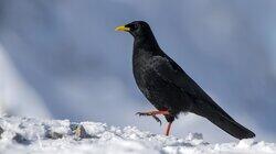 Snowboarding Crow Snowboarding Crow