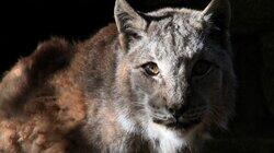 Big Cat Screaming Match Big Cat Screaming Match