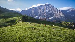 Schweiz - Einsatz für die Alpenwiesen Schweiz - Einsatz für die Alpenwiesen